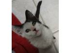 Adopt Elan a All Black Domestic Mediumhair / Domestic Shorthair / Mixed cat in