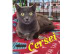 Adopt Cersei a Gray or Blue Domestic Shorthair (short coat) cat in schenectady