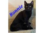 Adopt Ronnie a All Black Domestic Shorthair (short coat) cat in schenectady