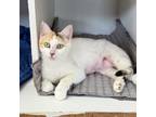 Adopt Grace a White Domestic Shorthair / Domestic Shorthair / Mixed cat in