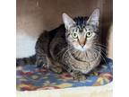 Adopt Leia a Brown Tabby Domestic Shorthair / Mixed Breed (Medium) / Mixed