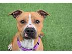 Adopt Nyla - Foster to Adopt a Brown/Chocolate Mixed Breed (Medium) / Mixed dog