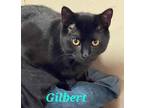 Adopt Gilbert a All Black Domestic Shorthair (short coat) cat in schenectady