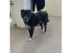 Adopt Max a Black - with Gray or Silver Border Collie / Mixed dog in Fallon