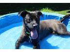 Adopt Loki a Black Mixed Breed (Large) / Mixed dog in Hamilton, OH (41231728)