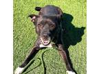 Adopt Betty a Black Mixed Breed (Medium) / Mixed dog in Hamilton, OH (40999131)