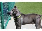 Adopt Stubby a Gray/Blue/Silver/Salt & Pepper Mixed Breed (Large) / Mixed dog in