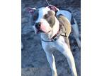 Adopt Spud a White American Pit Bull Terrier / Mixed dog in Williamsburg