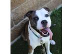 Adopt Ziva a White Mixed Breed (Large) / Mixed dog in Hamilton, OH (41156211)