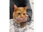 Adopt Bug Bug a Orange or Red Domestic Shorthair / Domestic Shorthair / Mixed