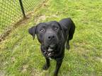 Adopt Woody a Black Mastiff / Mixed dog in Conway, SC (41057408)