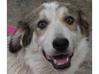 Adopt 5/16 a Tan/Yellow/Fawn Great Pyrenees / Mixed dog in Wichita Falls