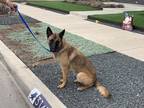 Adopt Lady a Brown/Chocolate Belgian Malinois / Mixed dog in Fort Worth