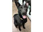 Adopt Cairo a Black Shepherd (Unknown Type) / Labrador Retriever / Mixed dog in