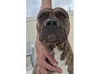Adopt Tyson a Black American Staffordshire Terrier / Mixed dog in Jackson