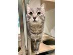 Adopt Mac a Gray or Blue Domestic Shorthair / Domestic Shorthair / Mixed cat in