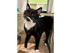 Adopt Pretzel a All Black Domestic Shorthair / Domestic Shorthair / Mixed cat in