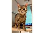 Adopt Tulip a Brown or Chocolate Domestic Shorthair / Domestic Shorthair / Mixed