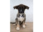 Adopt Jay Z a Brown/Chocolate Shepherd (Unknown Type) / Mixed Breed (Medium) /
