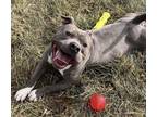 Adopt Mooshu a Merle American Pit Bull Terrier / Mixed Breed (Medium) / Mixed