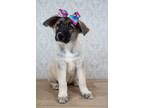 Adopt Missy Elliott a Brown/Chocolate Shepherd (Unknown Type) / Mixed dog in