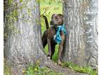 Adopt Duke a Brindle American Pit Bull Terrier / Mixed Breed (Medium) / Mixed