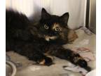 Adopt Stray 219 a All Black Domestic Mediumhair / Domestic Shorthair / Mixed cat
