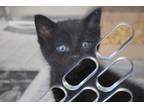 Adopt Fernando a All Black Domestic Shorthair / Domestic Shorthair / Mixed cat