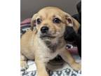 Adopt Blondie a Tan/Yellow/Fawn Mixed Breed (Small) / Mixed dog in Oklahoma