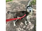 Adopt Laser a Gray/Blue/Silver/Salt & Pepper Husky / Mixed dog in Indianapolis