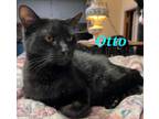 Adopt Otto a All Black Domestic Shorthair (short coat) cat in schenectady