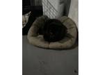 Adopt Nimbus and Salem a All Black Domestic Shorthair / Mixed (short coat) cat