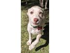 Adopt Caprese a Labrador Retriever / Terrier (Unknown Type