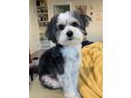 Adopt Riley a Black - with White Havanese / Mixed dog in tustin, CA (41417593)