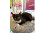 Adopt Pizzle a Black & White or Tuxedo Domestic Shorthair (short coat) cat in