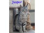 Adopt Jasper a Gray, Blue or Silver Tabby Domestic Shorthair (short coat) cat in
