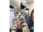 Adopt Evelyn a Domestic Shorthair / Mixed (short coat) cat in POMONA