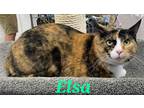 Adopt Elsa a Calico or Dilute Calico Domestic Shorthair (short coat) cat in