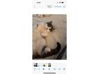 Adopt Fuzzy a White (Mostly) Domestic Mediumhair / Mixed (medium coat) cat in