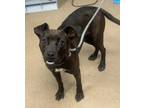 Adopt Brinks a Black Mixed Breed (Medium) / Mixed dog in Chamblee, GA (41416204)
