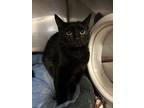 Adopt Emmie a All Black Domestic Shorthair / Domestic Shorthair / Mixed cat in