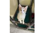 Adopt Homefries a Orange or Red Domestic Shorthair / Domestic Shorthair / Mixed