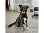 Adopt Libby a Black - with White Border Collie / Siberian Husky / Mixed dog in