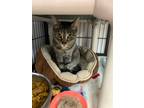 Adopt Sassi a Domestic Shorthair / Mixed (short coat) cat in Ridgely