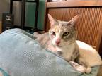 Adopt Princess a Domestic Shorthair / Mixed (short coat) cat in Meriden