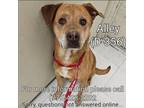 Adopt Alley a Red/Golden/Orange/Chestnut Labrador Retriever / Mixed dog in