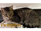 Adopt Pumpkin a Brown Tabby Domestic Shorthair (short coat) cat in schenectady