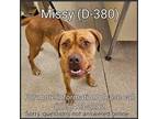Adopt Missy a Red/Golden/Orange/Chestnut Boxer / Mixed dog in Fallon