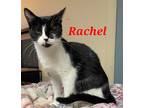 Adopt Rachel a Black & White or Tuxedo Domestic Shorthair (short coat) cat in