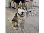 Adopt TK a Black - with White Siberian Husky / Mixed dog in Fallon